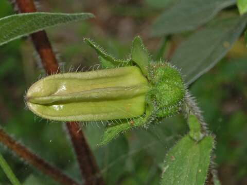 Image of Canterbury Bells