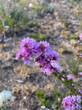 Image of Verticordia pennigera Endl.