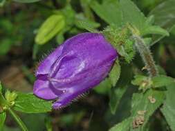 Image of Canterbury Bells