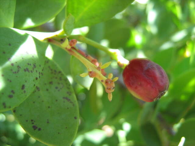 Image of Coastal tannin-bush