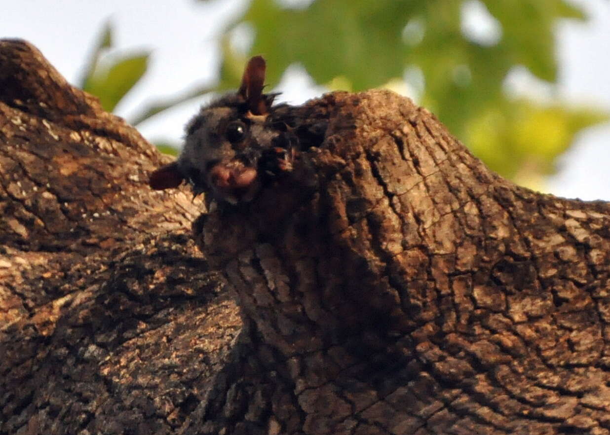 Image of Mexican Flying Squirrel