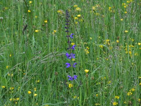 Imagem de Salvia pratensis L.