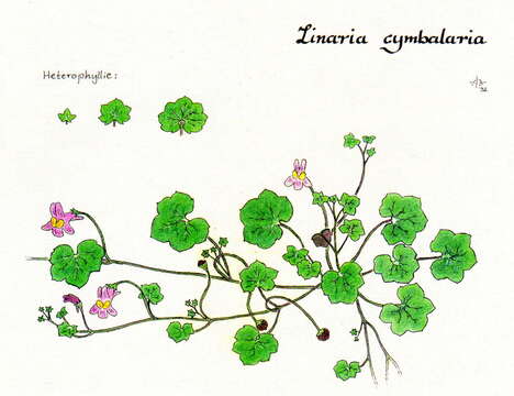 Image of Ivy-leaved Toadflax