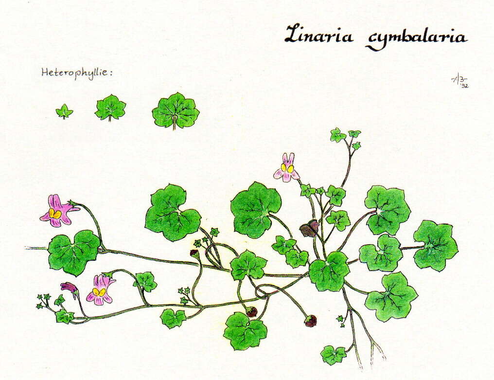 Image of Ivy-leaved Toadflax