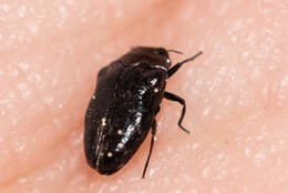 Image of Metallic wood-boring beetle