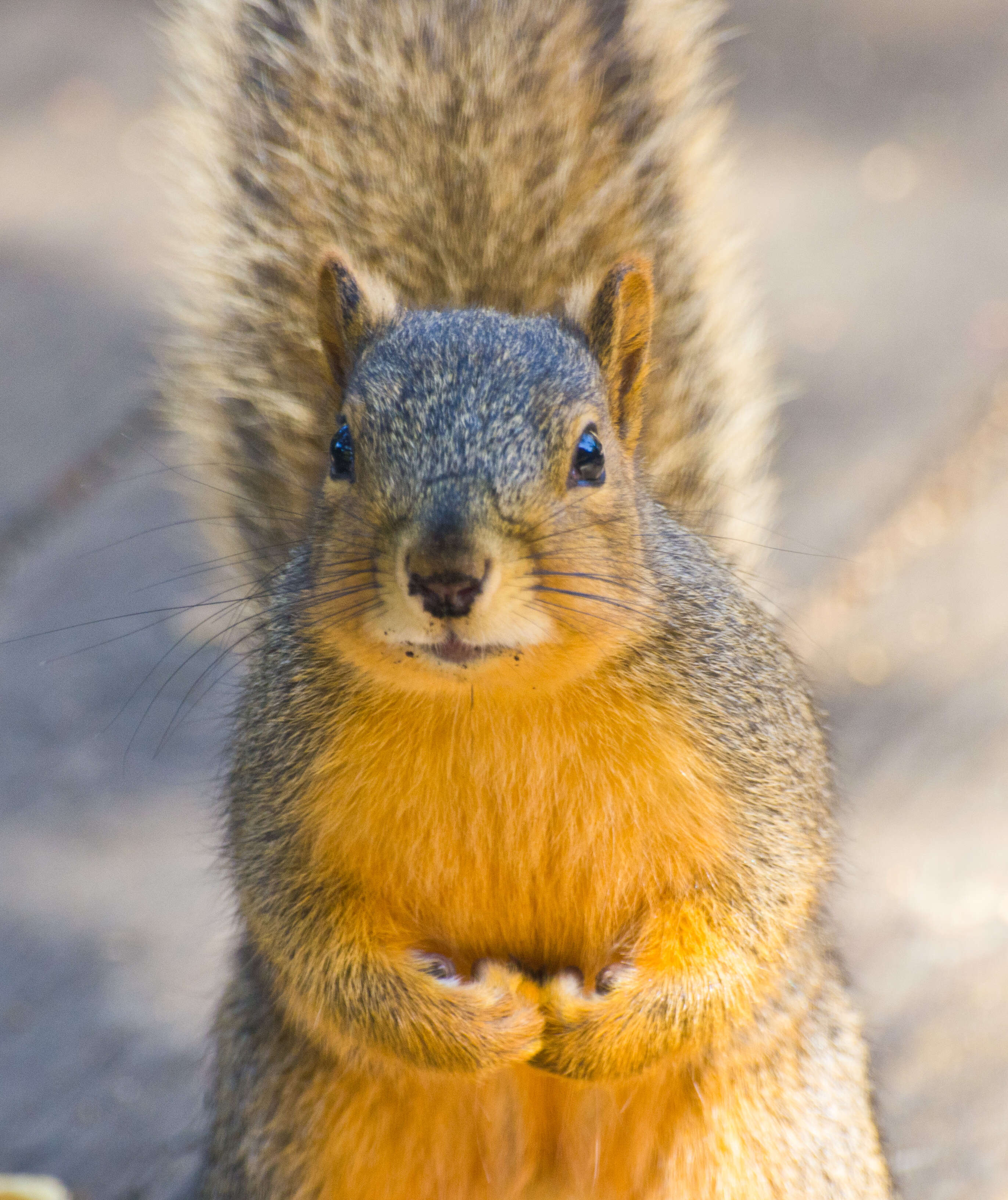 Image of Sciurus subgen. Sciurus Linnaeus 1758