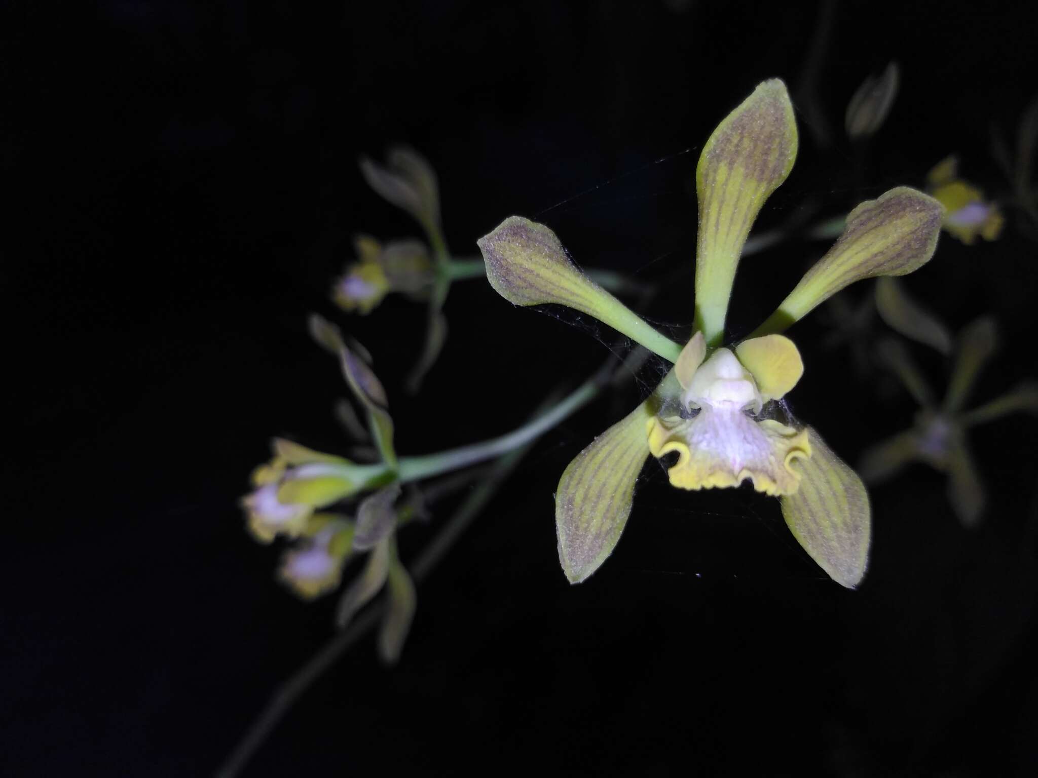 Image of Encyclia alata subsp. parviflora (Regel) Dressler & G. E. Pollard