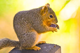 Image of Sciurus subgen. Sciurus Linnaeus 1758