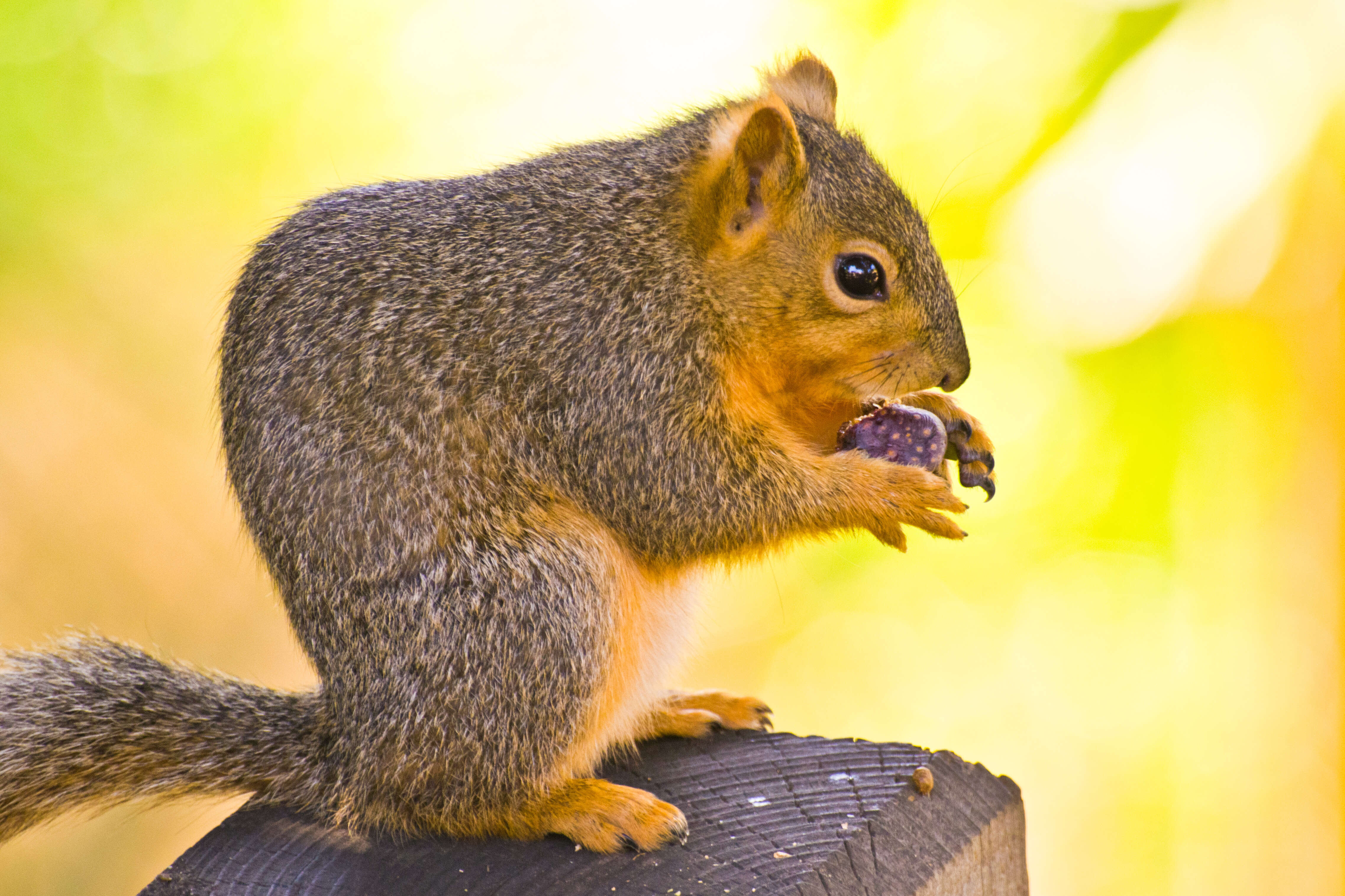 Image of Sciurus subgen. Sciurus Linnaeus 1758