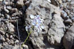 Plancia ëd Thelypodiopsis elegans (M. E. Jones) Rydb.