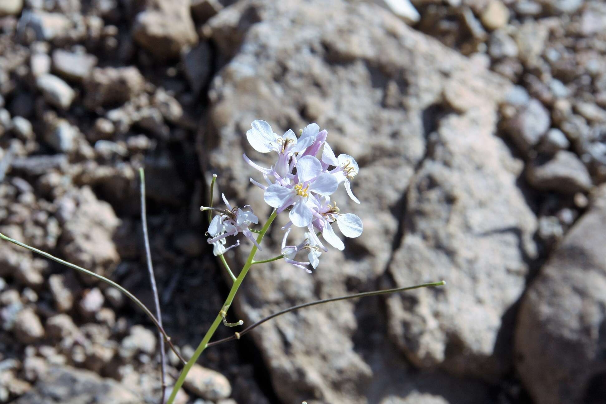 Image of Westwater tumblemustard