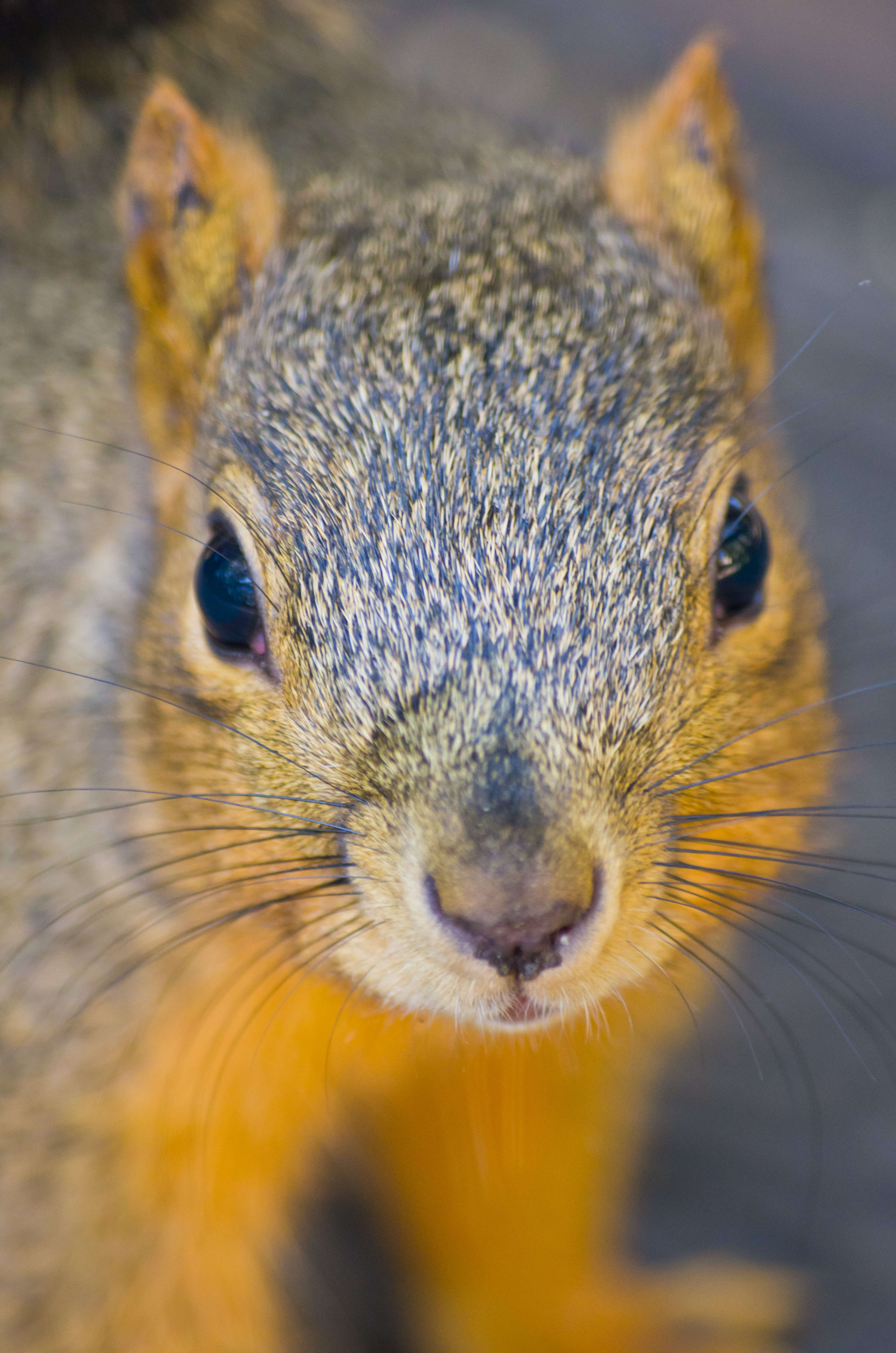 Image of Sciurus subgen. Sciurus Linnaeus 1758