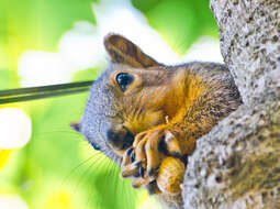 Image of Sciurus subgen. Sciurus Linnaeus 1758