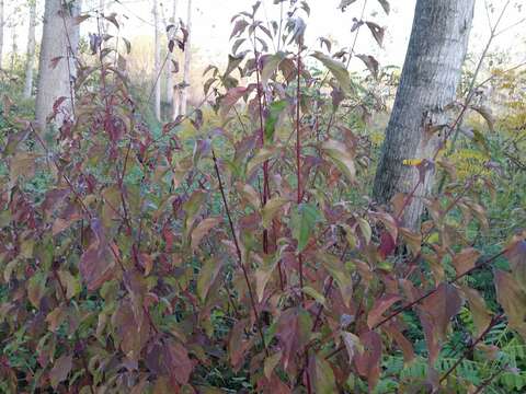 Image of bloodtwig dogwood