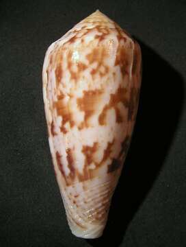 Image de Conus kinoshitai (Kuroda 1956)