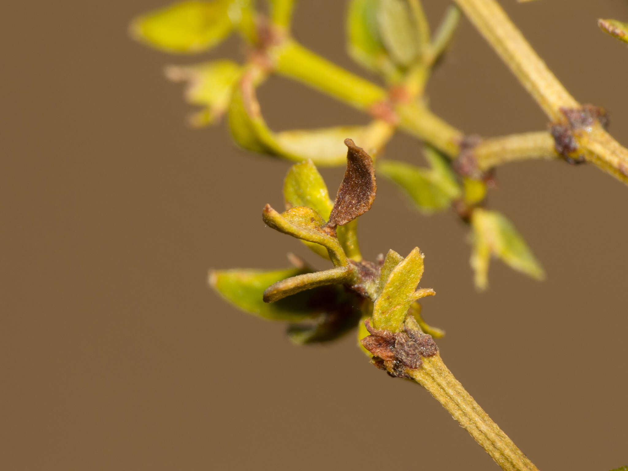 Image de Asphondylia discalis Gagne 1990