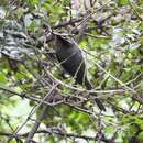 Image of Silver-throated Bushtit