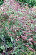 Image of leadplant