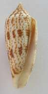 صورة Conus laterculatus G. B. Sowerby II 1870