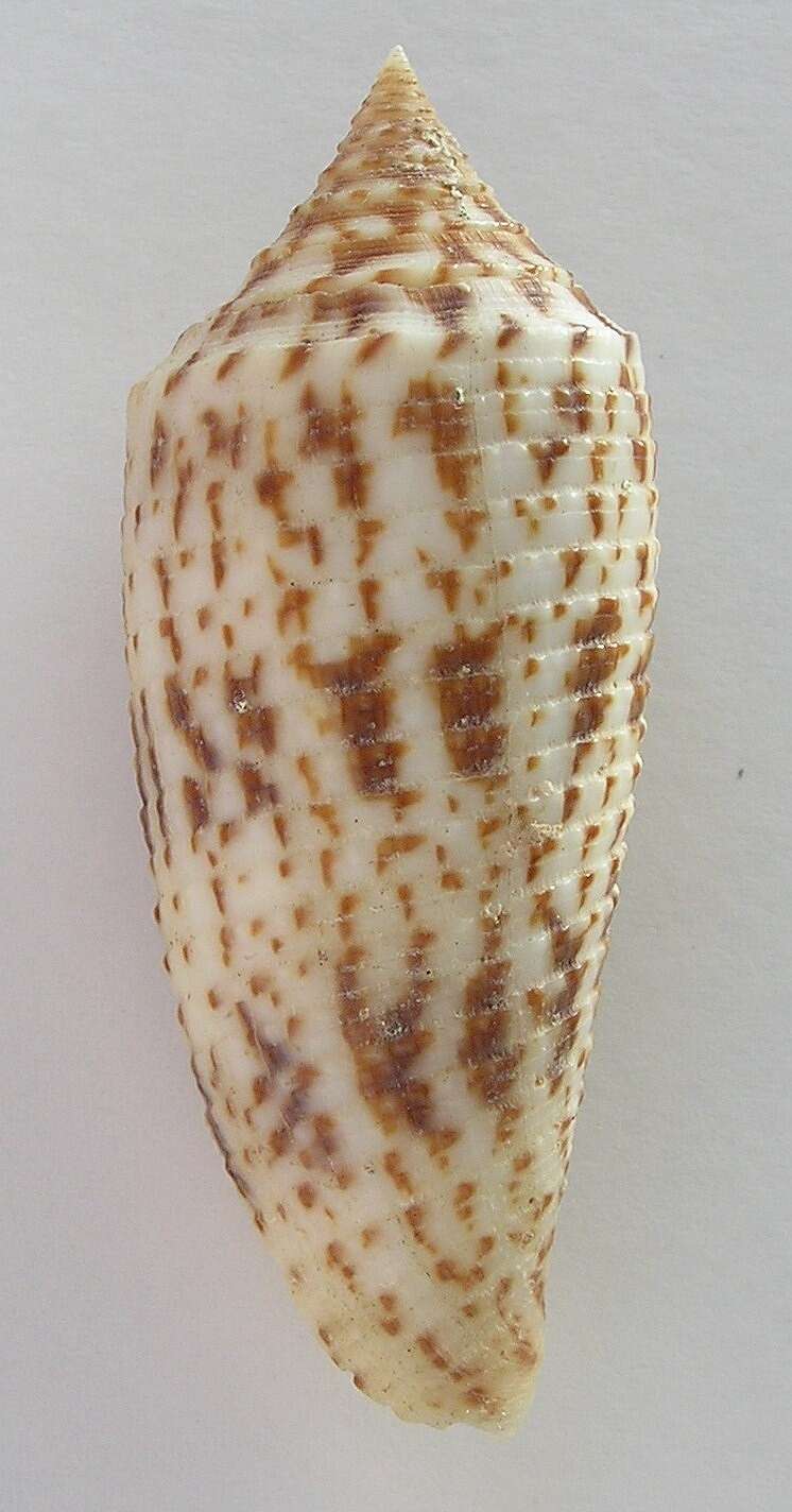 صورة Conus laterculatus G. B. Sowerby II 1870