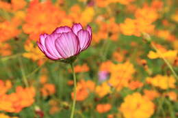 Image of garden cosmos