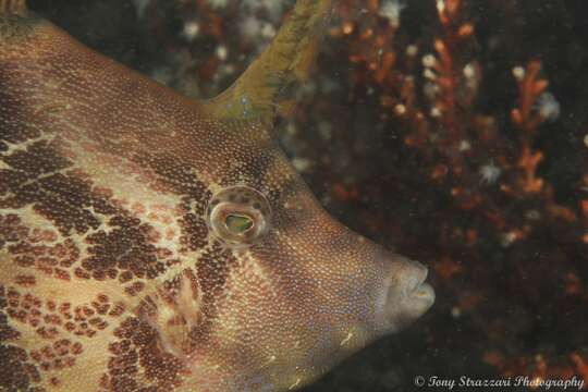 Image of Centreboard Leatherjacket