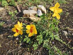 Imagem de Cochlospermum wrightii (A. Gray) Byng & Christenh.