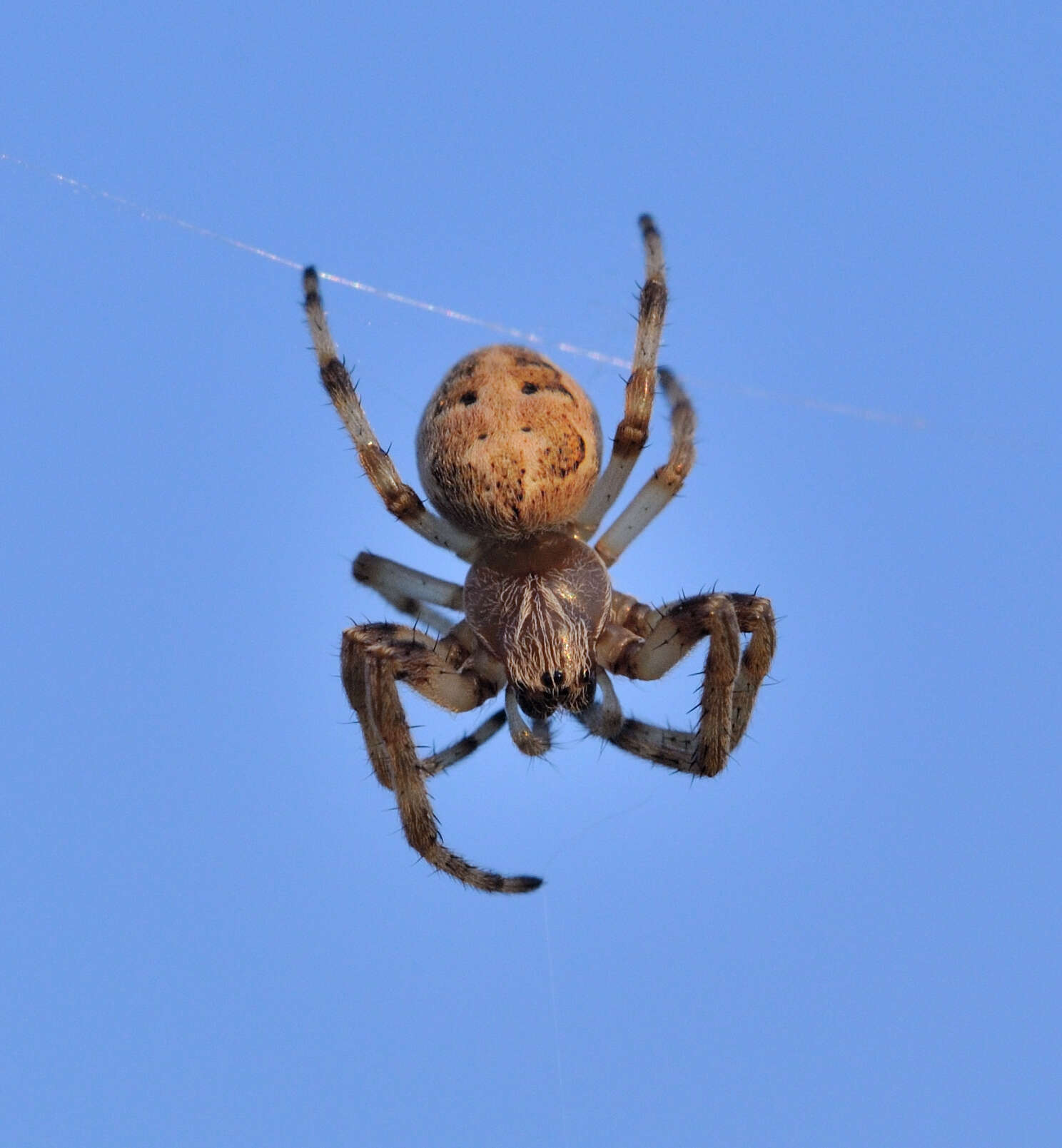 Image of Larinioides cornutus (Clerck 1757)