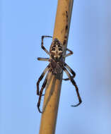 Image of Larinioides cornutus (Clerck 1757)