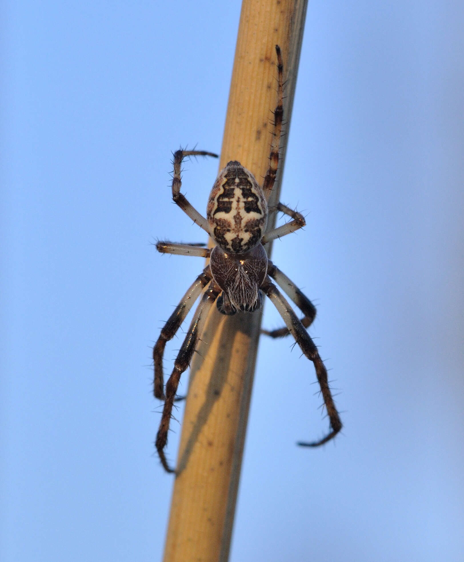 Image of Larinioides cornutus (Clerck 1757)