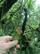 Image of Columnea microcalyx Hanst.