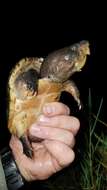 Image of Loggerhead Musk Turtle