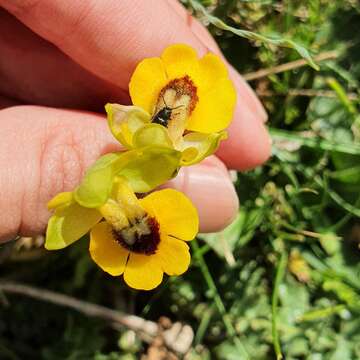 Image of Ophrys lutea subsp. lutea