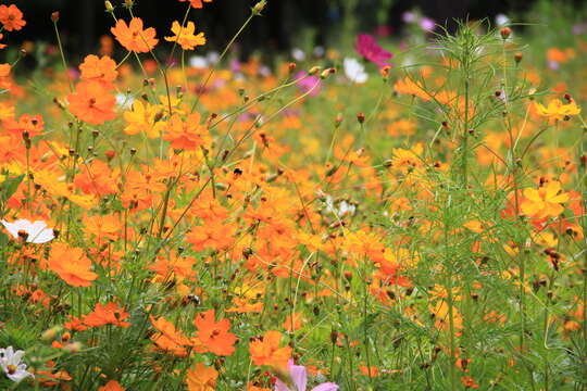 Image of sulphur cosmos