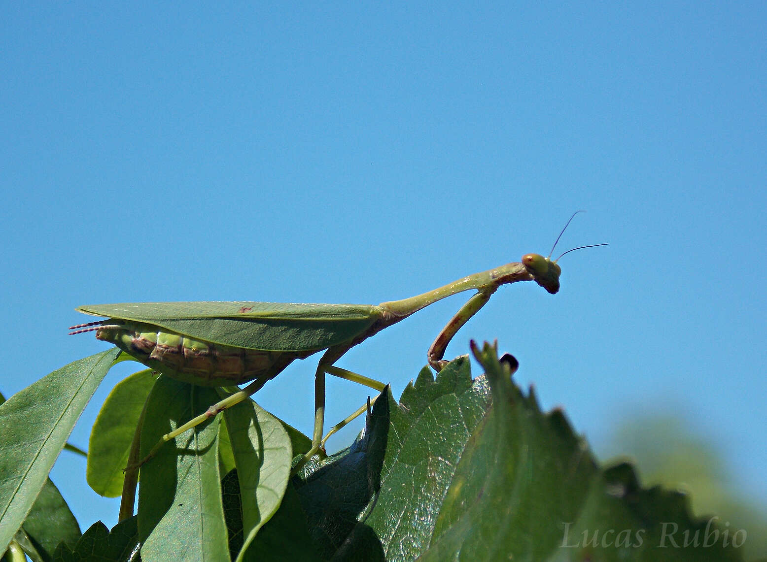 Parastagmatoptera unipunctata Burmeister 1838 resmi