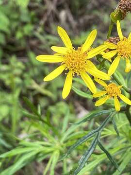 Plancia ëd Senecio brasiliensis (Spreng.) Less.