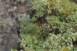 Image of Vieraea laevigata Webb & Berth.