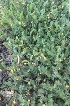 Image of yellow bird's-foot