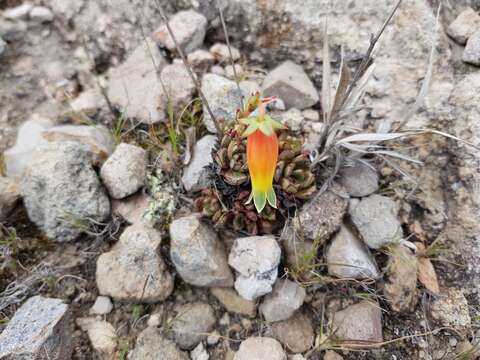 Image of Echeveria longissima Walther