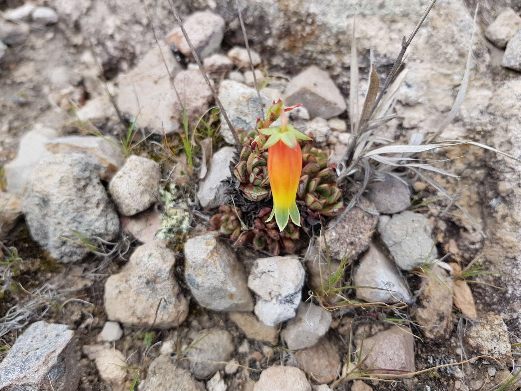 Sivun Echeveria longissima var. aztatlensis J. Meyrán kuva