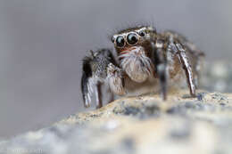 Image of Habronattus hirsutus (Peckham & Peckham 1888)