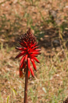 Image of Aloe ukambensis Reynolds