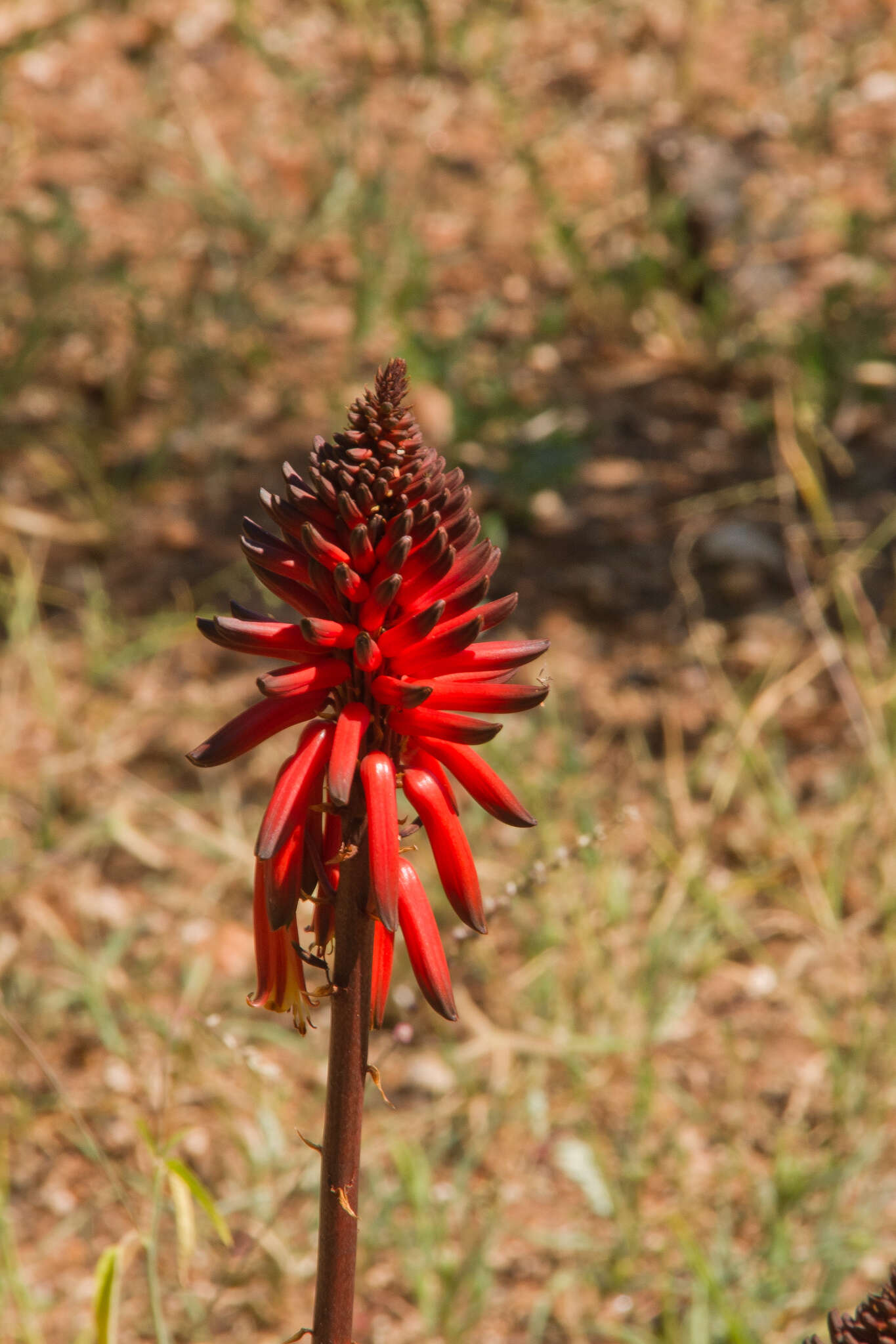 Image of Aloe ukambensis Reynolds