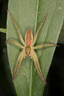 Plancia ëd Dolomedes fimbriatus (Clerck 1757)