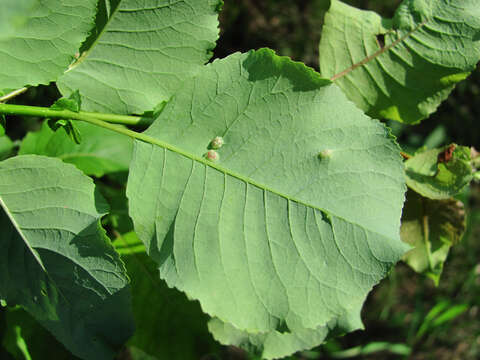 Image of Salix pyrolifolia Ledeb.