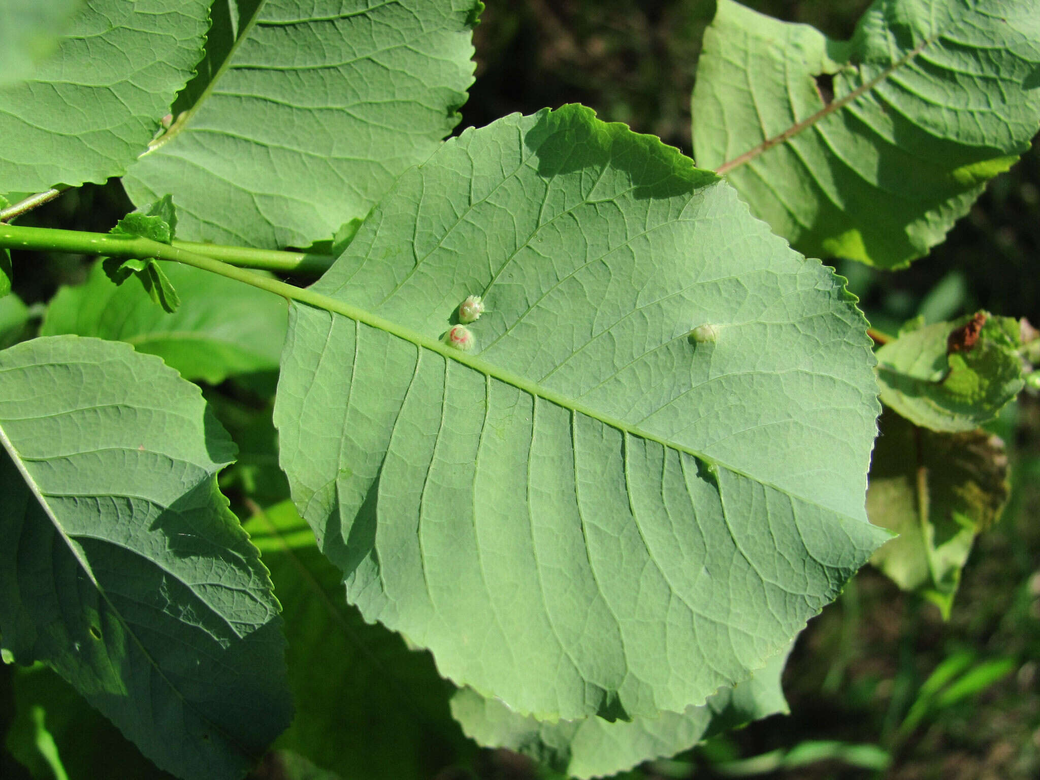 Image of Salix pyrolifolia Ledeb.