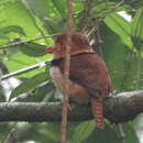 Image of Collared Puffbird