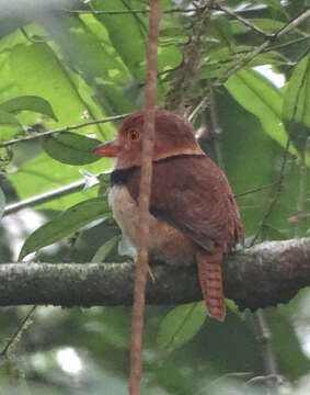 Image of Collared Puffbird