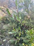 Salix boganidensis Trautv.的圖片