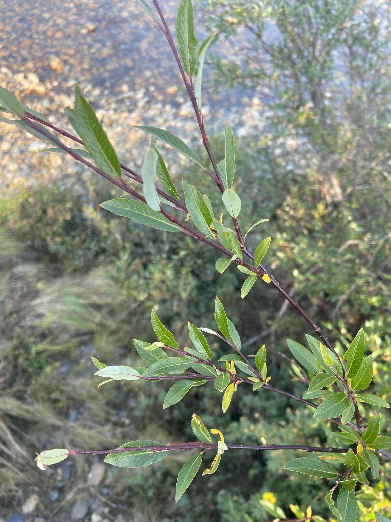 Image of Salix boganidensis Trautv.